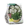 Acidanthera Bicolor per 30