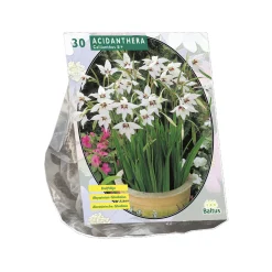 Acidanthera Bicolor per 30