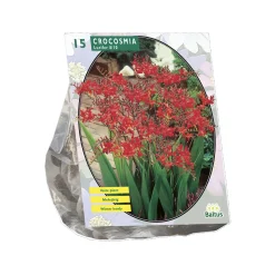 Crocosmia Lucifer per 15 stuks