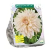 Dahlia Dinnerplate Café au Lait per 1