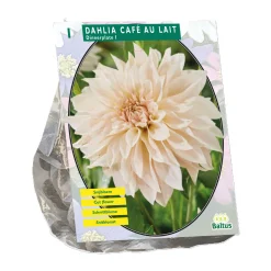 Dahlia Dinnerplate Café au Lait per 1