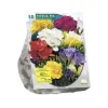 Freesia Mix per 50 dubbel